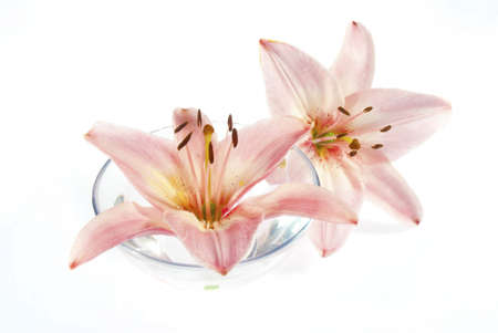 pink lily flower in bowlの写真素材