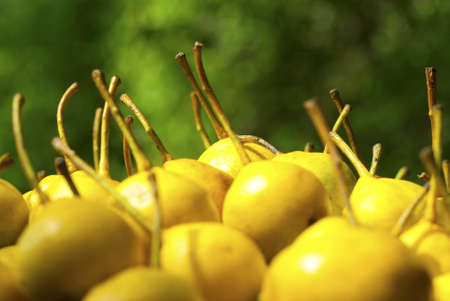 yellow bio pears with green backgroundの写真素材