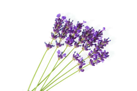 beautiful purple lavender isolated on whiteの写真素材