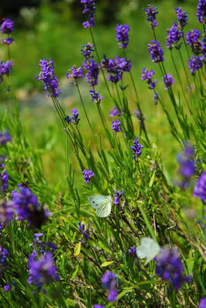purple lavender flowers with white butterfliesの写真素材