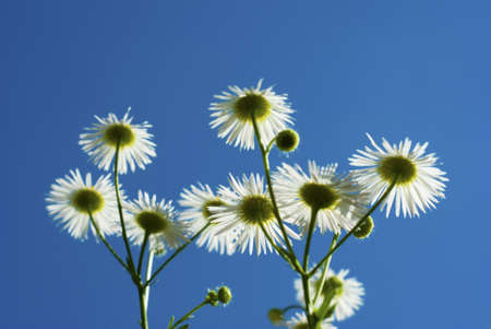 Beauty chamomiles and blue sky