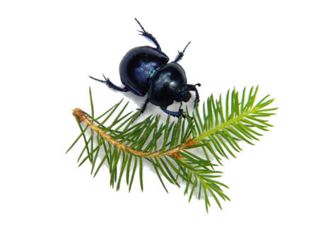 Blue beetle on a white backgroundの写真素材