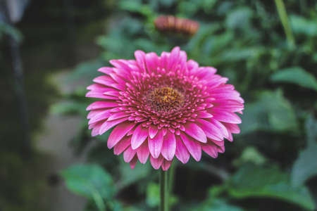 red flowers in gardenの写真素材