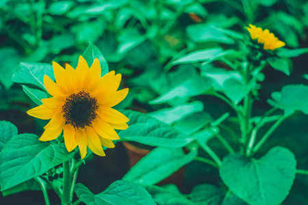 yellow sun flower in the garden