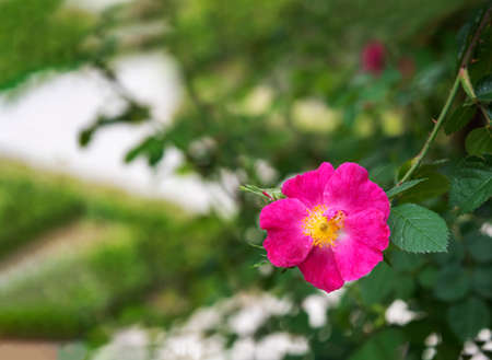Beautiful Pink nutkana at the botanical garden in springの写真素材