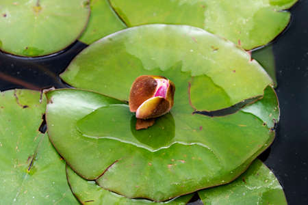 Beautiful waterlily at the botanical garden in springの写真素材