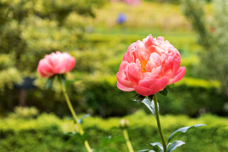 Beautiful orange peonies at the botanical garden in springの写真素材