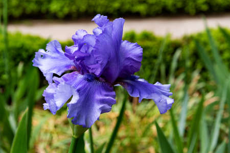 Beautiful blue lily Iris flower at the botanical garden in spring.の写真素材