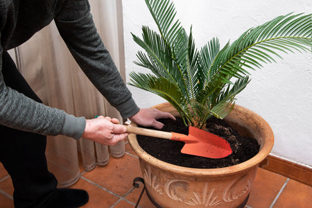 Closeup of a man replanting a green palm tree to a beautiful clay pot. Gardening conceptの写真素材