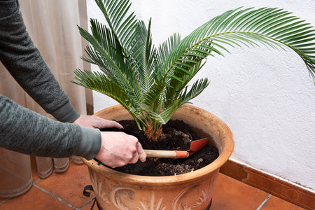 Closeup of a man replanting a green palm tree to a beautiful clay pot. Gardening conceptの写真素材