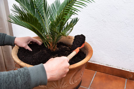 Closeup of a man replanting a green palm tree to a beautiful clay pot. Gardening conceptの写真素材