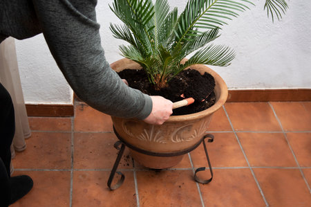 Closeup of a man replanting a green palm tree to a beautiful clay pot. Gardening conceptの写真素材
