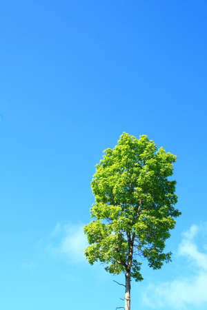 Tree in the sky