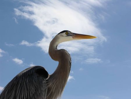        head and shoulders of gray heron standing attentively at ocean beach   の写真素材
