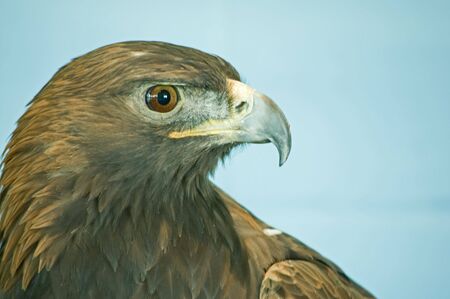closeup prifile head view of a golden eagle