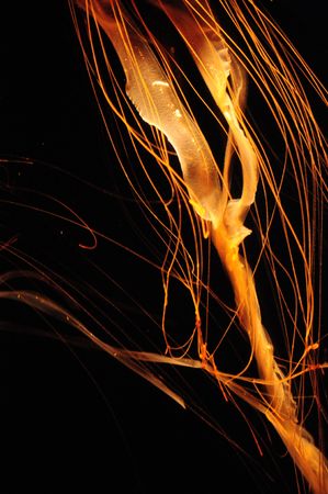 close up macro of jellyfish tenticle under blacklightの写真素材