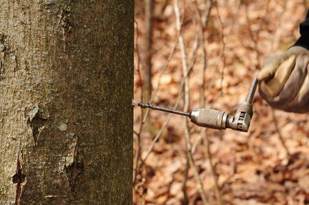 drilling a hole in maple tree for sap harvestの写真素材