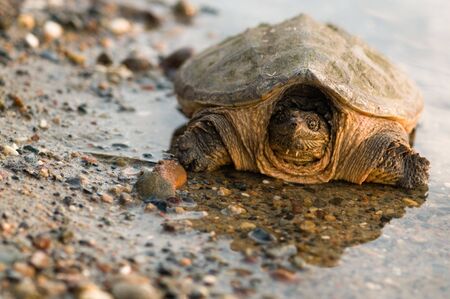 snapping turtle on gravel at waters edgeの写真素材