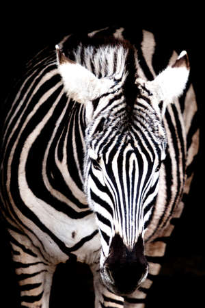 black and white zebra looked forward