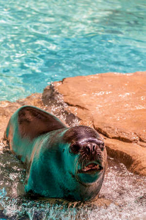 sea â€‹â€‹lion lying on a rock