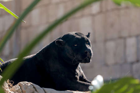 black panther lying on the floor restingの写真素材