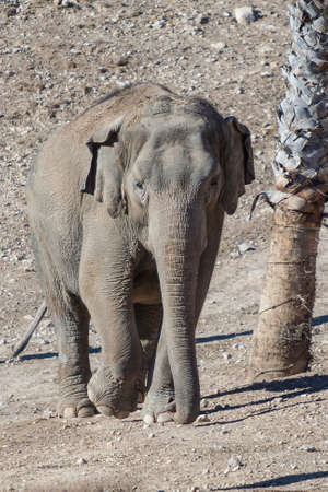the big elephant walking in the sunshine