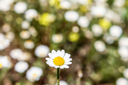 closeup of white daisy in the fieldの写真素材
