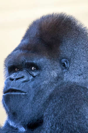 face portrait of a silverback gorilla male looking at you