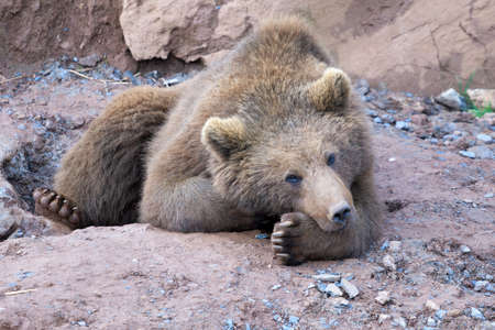brown bear lying down resting over its handの写真素材