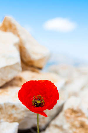 lonely poppy isolated on a background with rocks and sky - focus on the poppyの写真素材