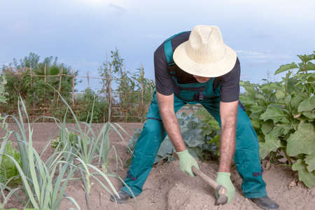 farmer sowing the field of his urban vegetable garden with a small hoeの写真素材
