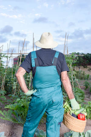 rear view of a farmer looking at his urban vegetable garden standing holding a basket with the harvestの写真素材