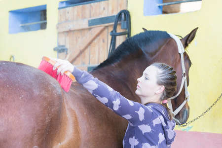 young woman is brushing a purebred brown horse at the byre - focus on the faceの写真素材