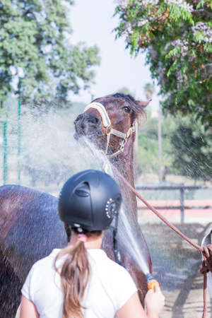 horse is being given water by a young woman rider after a jumping session - focus on the horse headの写真素材