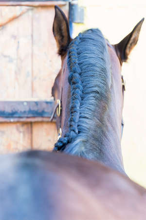 rear view of the detail of the braided mane of a purebred brown horse at the byre - focus on the maneの写真素材