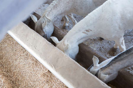 view from above of horses eating barley on the feeder at the stable - focus on the first horse headの写真素材