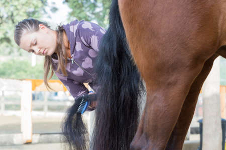 young woman is combing the tail of a purebred brown horse at the byre - focus on the faceの写真素材