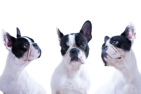 Three similar black and white bulldogs against of white background. Isolated.の写真素材