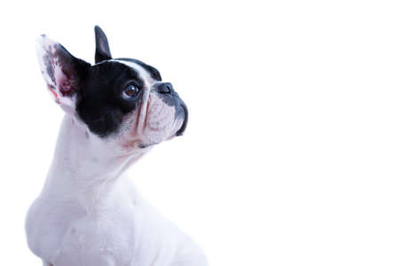 Black and white French bulldog looking aside isolated on a white backgroundの写真素材