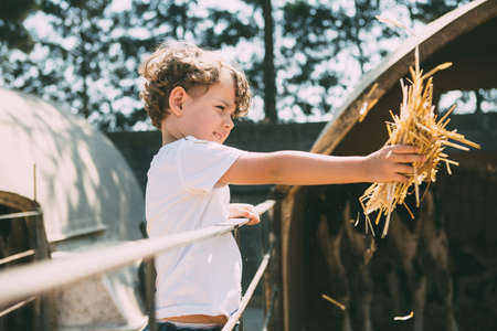 Side view of cute little boy feeding animals with hay in sunlightの写真素材
