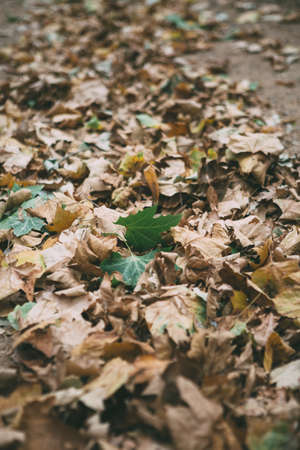 Autumnal foliage on pavement in the street. Useful as a backgroundの写真素材
