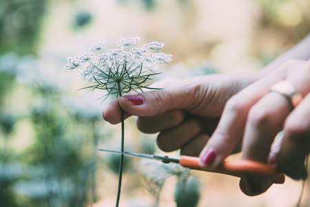 Close-up of female hands cutting plant with scissorsの写真素材