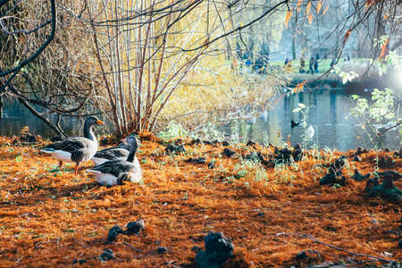 Landscape of a goose family beside the lake in St James Park in London on winter season.  の写真素材