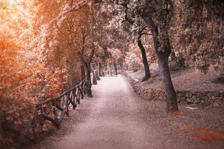Path in the autumn forest. Sunrise or sunset lights