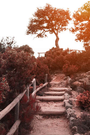 Wooden path in the autumn forest. Sunrise or sunset lightsの写真素材