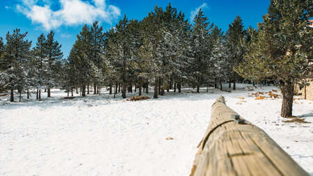 Winter landscape with snow covered trees at ski resort. Useful as a background. Copy space area availableの写真素材