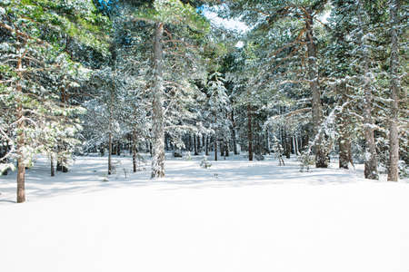 Beautiful winter landscape with snow covered trees. Useful as a background. Copy space area availableの写真素材