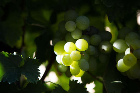 Detail of a green grapes bunch hanging on a plantation of grapevines . Useful as a background