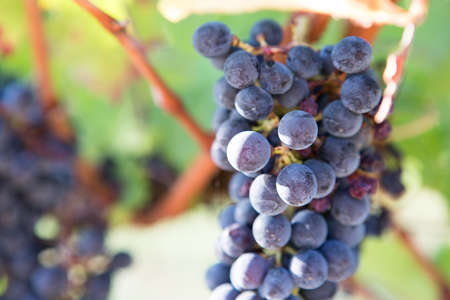 Close up of a ripe grapes bunch hanging on a plantation of grapevines . Useful as a backgroundの写真素材