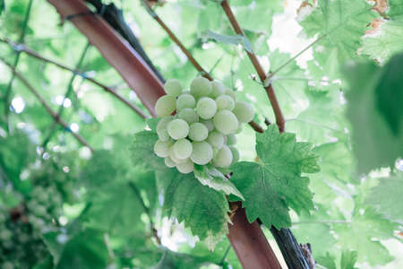 Detail of a green grapes bunch hanging on a vineyard. Useful as a background